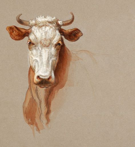 Two Studies of Cattle (1876) by Samuel Colman. Original from The Smithsonian Institution. Digitally enhanced by rawpixel. | free image by rawpixel.com Samuel Colman, Nativity Animals, Vintage Animal Art, Cow Sketch, Cow Portrait, Animal Information, Cow Illustration, Public Domain Art, Portrait Study