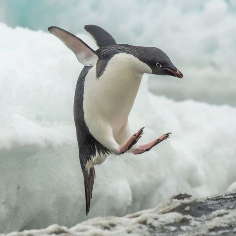 Adelie Penguin, Instagram Photos, Water, Instagram