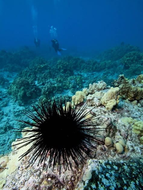 Sharks Cove Oahu, Creepy Animals, List Of Birds, Sea Urchins, Kingdom Animalia, Sea Slug, Oceans Of The World, Sea Urchin, Marine Biology