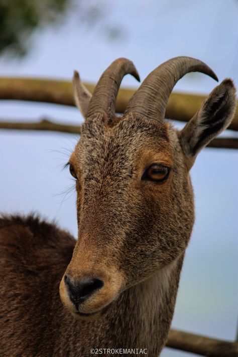 Nilgiri Tahr, Western Ghats, Endangered Species, Tamil Nadu, Indian Art, Kerala, Animal Drawings, Sri Lanka, India