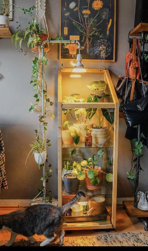 Inside Green House Ideas Diy, Small Greenhouse Indoor, Bird Feeder Aesthetic, Indoor Green House Ideas, Plant Cabinet Diy, Diy Greenhouse Indoor, Glass Plant Cabinet, Diy Plant Cabinet, Plant Set Up