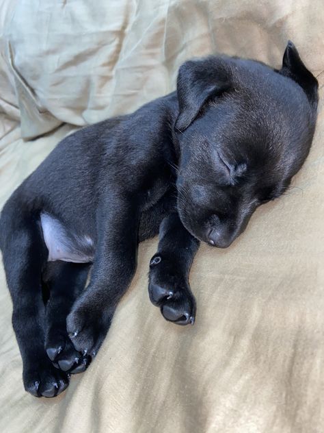 Cute Black Puppies, Black Puppies, Black Lab Puppy, Love My Dog, Black Puppy, Really Cute Puppies, Fluffy Puppies, Lab Dogs, Labrador Retriever Puppies