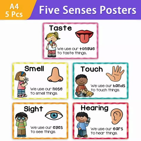 Classroom Walls Paint, Nouns And Verbs Worksheets, My 5 Senses, Body Parts Preschool Activities, Five Senses Worksheet, English Language Learning Activities, Sense Organs, 5 Senses Activities, Classroom Wall Decoration