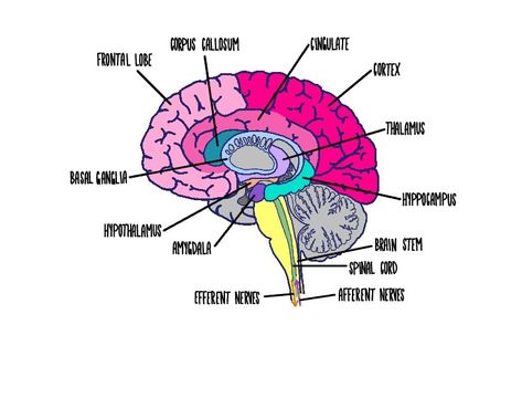 Brain Labeled  - Notability Gallery Celebrity Brain Project Psychology, Brain Labeled Diagram, Brain Diagram Psychology, Brain Diagram, Brain Models, Basal Ganglia, Corpus Callosum, Frontal Lobe, Brain Stem