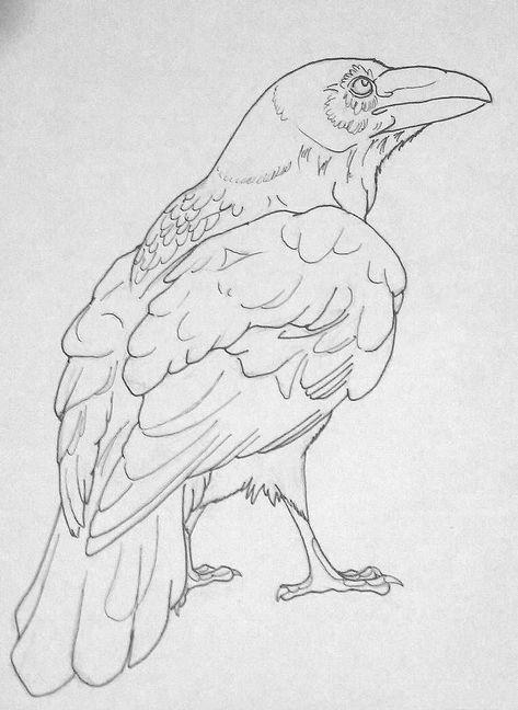 Raven Outline, Crows Drawing, معرض فني, Raven Bird, Crow Art, Raven Art, Outline Drawing, Animal Sketches, Bird Drawings