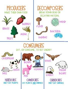 This producers, consumers and decomposers anchor chart is a great way to reinforce the concept with your students. I have included two copies of the chart so you can either print it as a full sheet or two to a page. Science Anchor Charts 3rd, Ecosystem Anchor Chart, Decomposers Activity, Ukg Worksheet, Producers Consumers Decomposers, Ecosystem Project, Producers And Consumers, Science Homeschool, Stories With Moral Lessons