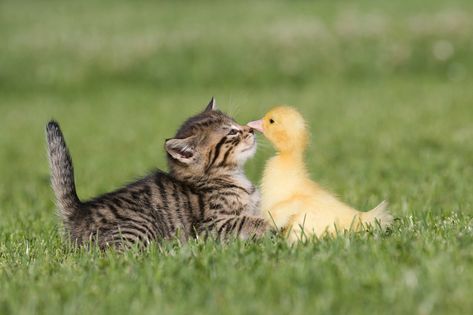 Cute Animals Cat, Warrior Cats Funny, Baby Farm Animals, Cute Kitten Gif, Animals Friendship, Most Beautiful Cat Breeds, Cute Cat Wallpaper, Funny Animal Jokes, Kittens Funny