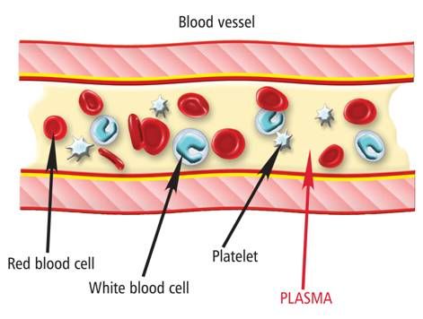 Donating Plasma, Veterinarian Career, Doctor Equipment, Medical Assistant School, Igcse Biology, Vet Nursing, Blood Components, Medical Ultrasound, Pediatric Nurse Practitioner