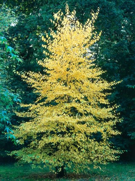 These lush, dramatic trees can hold their own. Give them a nice space in your yard or use them to fill unsightly gaps in a vast landscape. Autumn Brilliance Serviceberry Tree, Best Trees For Front Yard, Evergreen Landscape Front Yard, Maple Tree Landscape, Gardening Style, Trees For Front Yard, Evergreen Landscape, Vast Landscape, Growing Trees