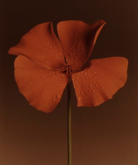 Colour Study, Object Photography, Study Photography, Still Life Photos, Scent Notes, No Rain, California Poppy, Crimson Red, Color Studies