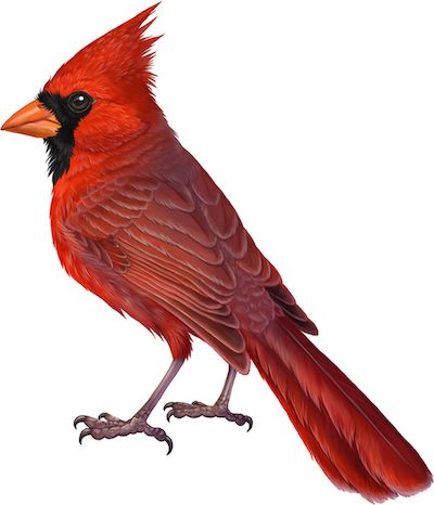 Drawing Cardinals, Cardinal Drawing, Cardinal Birds Art, Cardinal Painting, What Is A Bird, Northern Cardinal, Bird Graphic, Bird Carving, Cardinal Birds