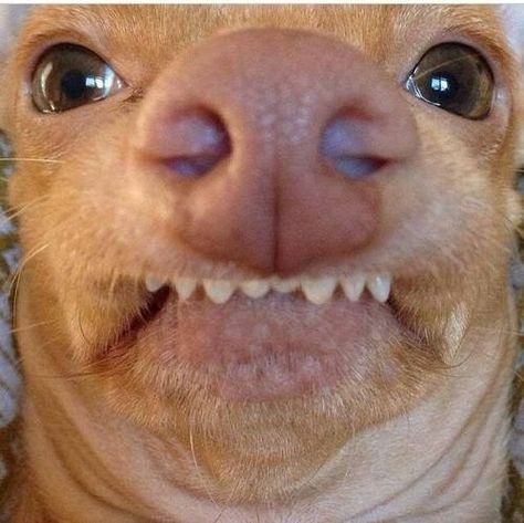 chihuahua con cara de pervertido Funny Selfies, Dogs Funny, Funny Quotes Sarcasm, History Humor, Funny Animal Memes, Awkward Moments, Funny Animal Pictures, Dog Quotes, Super Funny