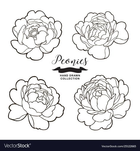 Traditional Peony Tattoo, Peony Tattoo Design, Traditional Peony, Peonies Wallpaper, Peony Drawing, Peony Illustration, Peony Tattoo, Flower Drawing Tutorials, Peonies And Hydrangeas