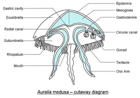 Jellyfish Jellyfish Diagram, Aurelia Jellyfish, Biology Magazine, Jellyfish Information, Jellyfish Anatomy, Jellyfish Eyes, Animal Knowledge, Animal Biology, Lion's Mane Jellyfish