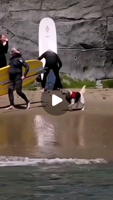 Best Funny Animal Videos, Dog Voice Over Videos, Funny Dog Video, Pet Videos Funny, Dogs Surfing, Dog Videos Funny Hilarious, Cute Dogs Videos, Funny Dog Videos Hilarious, Funniest Dog Videos