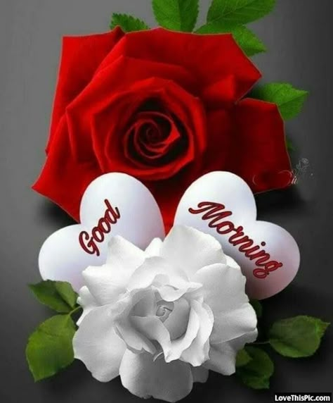 Sweet Good Morning Images, Good Morning Rose Images, Good Morning Sister, Quotes Good Morning, Morning Rose, Good Morning Happy Sunday, Good Morning Beautiful Flowers, Good Morning Roses, Good Morning Flowers Pictures