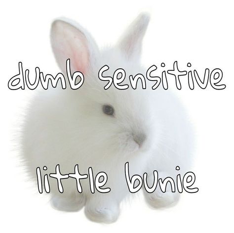 Mane Core, Bunny Face Type, Bunny Regressors, Bunny Therian, Therian Types, Bunny Girls, Pet Spaces, Bunny Pictures, Silly Animals