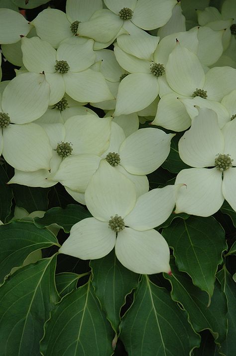 Kousa Dogwood Tree, Kousa Dogwood, Cornus Kousa, Bush Garden, Dogwood Tree, Custom Planters, Commercial Landscaping, Berry Bushes, Dogwood Trees