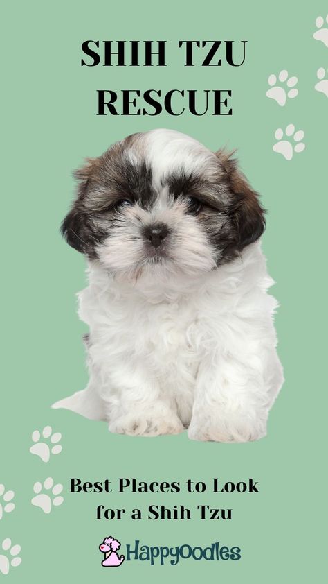 Shih Tzu Haircuts Short, Cute Shitzu Puppies, Shih Tzu Teddy Bear Haircut, Cute Shih Tzu Puppies, Teddy Bear Haircut, Shih Tzu Grooming Styles, Toy Shih Tzu, Miki Dog, Shih Tzu Maltese Mix