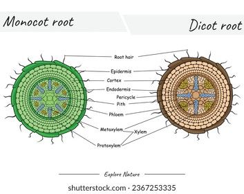 Structure of Monocot root and dicot root. This content is suitable for scientific illustrations, educational materials, botanical articles, or projects that require visualization of root. Biology Facts, Photo Wedding Invitations, Scientific Illustration, Schedule Design, Travel Brochure, Color Palette Generator, Holiday Illustrations, Collage Maker, Personalized Books