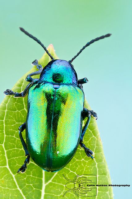 Scarab Beetle Photography, Beautiful Insects Photography, Dogbane Beetle, Beetle Photography, Insects Photo, Bugs Photography, Beetle Photo, Beautiful Beetles, Bug Photography