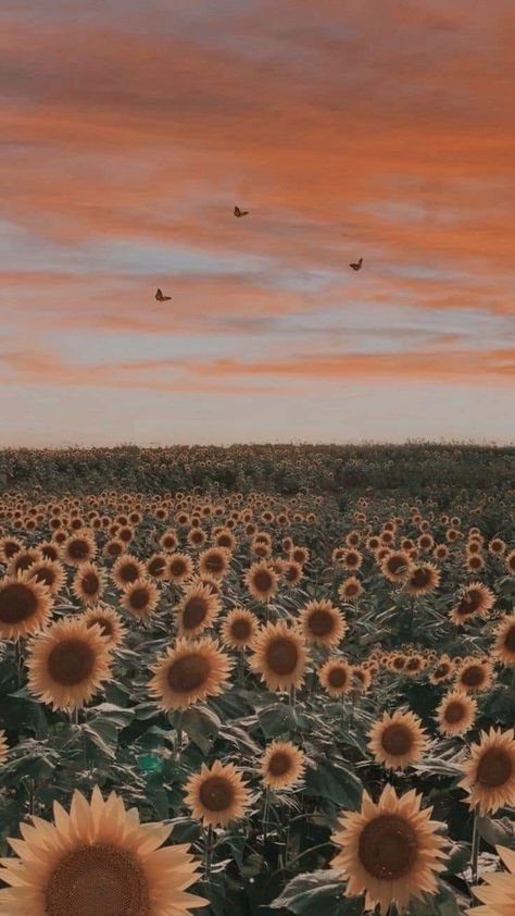 Sunflower And Cow Wallpaper, Sunflower Lockscreen Iphone Wallpapers, Sunflower Lockscreen, Western Lockscreen, Sunflower Field Wallpaper, Faith Aesthetic Wallpaper, Sunset Lockscreen, Astetic Pics, Field Garden