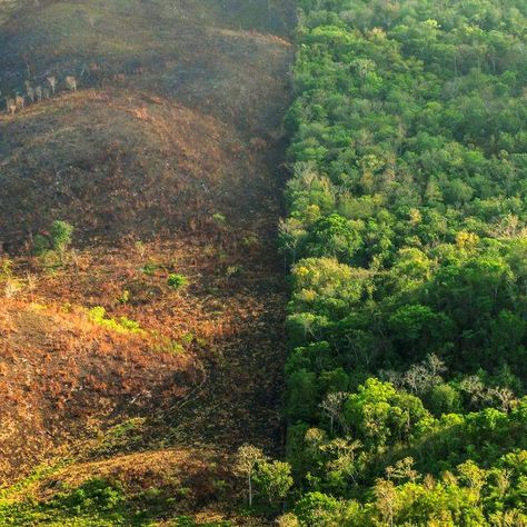 Deforestation between the Maya Biosphere Reserve in Guatemala and the Belize border Amazon Rainforest Deforestation, Land Degradation, Rainforest Deforestation, Amazon Deforestation, Carbon Sink, A Level Art Sketchbook, Animal Agriculture, Agricultural Land, Richest In The World