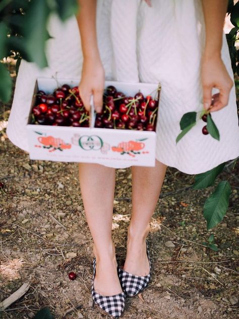 Cherry Picking Aesthetic, Cherry Picking, Cherry Season, Dessert Gifts, Berry Picking, Cherries Jubilee, Fruit Picking, Fruits Images, Finches