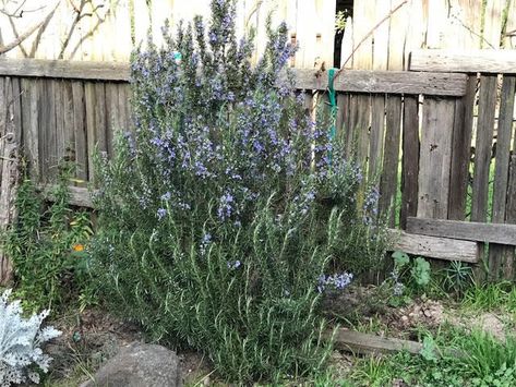 Treats For Chickens I What's With All The Rosemary In My Run? – Treats for Chickens™ Vines For Chicken Coop, What To Plant In A Chicken Run, Chicken Proof Plants, Plants Inside Chicken Run, Plants In Chicken Run, Chicken Run Plants, Plants For Chicken Run, Plants Around Chicken Coop, Chicken Run Garden