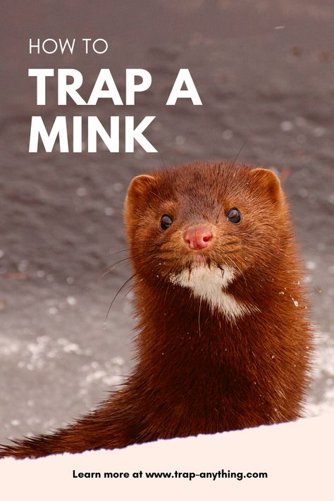 Learn the best way to trap a mink. Explains how to find signs of mink present, the best traps to use and how to safely and effectivly set the trap. Primitive Traps, Beaver Trapping, Fur Trapping, Minnow Trap, Survival Prep, Animal Traps, Survival Prepping, Awesome Stuff, Sustainable Living