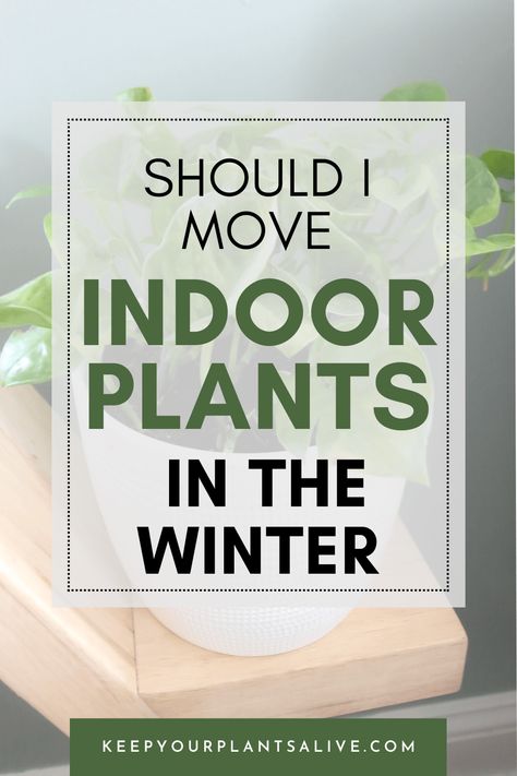 Should I move my indoor plants away from the window in the winter? Window Seal Plants, Drafty Windows, Natural Fertilizer, Winter Plants, Window Seal, Do's And Don'ts, Room With Plants, Winter House, In The Winter