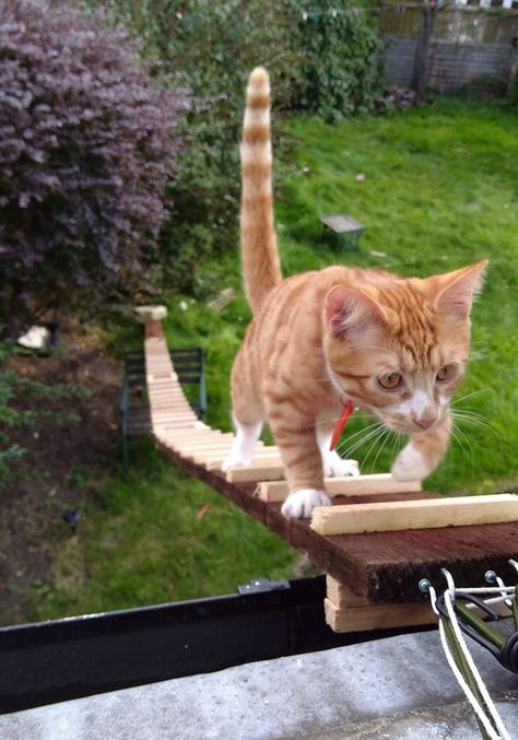 When The Landlord Banned Cat-Flaps, This Genius Guy Built A Ladder For His Cat To Sneak In Cat Flap Ideas, Open Upstairs, Cat Walkway, Big House Cats, Cat Ramp, Katt Grejer, Sneaky Cat, Cat Ladder, Cat Stairs