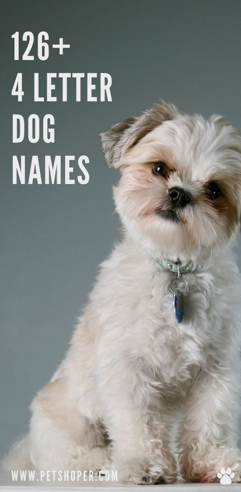 So do you like short names? Are you looking for 4 letter name for your dog? Great! Today we have got a great list with names 4 letters only! #4LetterDogNames #DogNames Cute Rare Dog Names, Female Puppy Names List, Cute Dog Names Female Unique, Female Dog Names Unique List, Cute Dog Names Unique, Unique Dog Names Boy, Male Dog Names List, 4 Letter Names, Cool Dog Names