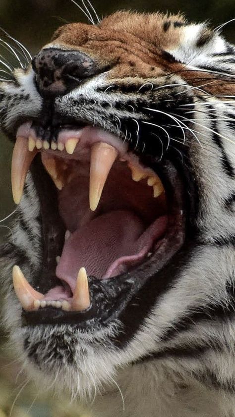 Sabertooth Tiger, Werewolf Costume, Tiger Roaring, Tiger Tooth, Cat Skeleton, Panthera Tigris, Realism Artists, Reference Photos For Artists, Big Cats Art