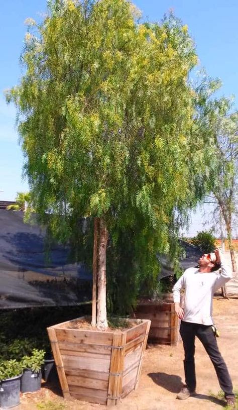 Pepper Tree Landscape, California Pepper Tree, Peppercorn Tree, Pepper Garden, California Landscaping, Canyon Landscape, Backyard Flowers Garden, Landscape Nursery, Ranch Ideas