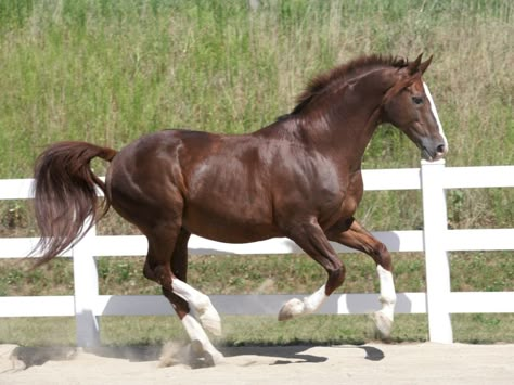 Oldenburg Horse Cantering Horse, Horse Cantering, Oldenburg Horse, Carriage Horse, Liver Chestnut, Bay Dutch Warmblood, Liver Chestnut Horse, Liver Chestnut Warmblood, Liver Chestnut Horse Jumping