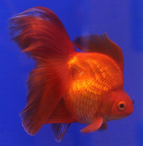 Goldfish Species, Bubble Eye Goldfish, Ryukin Goldfish, Goldfish Care, Common Goldfish, Comet Goldfish, Goldfish Types, Fantail Goldfish, Animal Artists