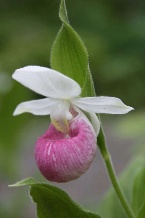 Everything You Need to Know About North American Native Orchids - Gardenista Lady Slipper Flower, Wild Orchids, Slipper Orchid, Lady Slipper Orchid, Lady Slipper, Water Colours, Nothing But Flowers, Wild Orchid, America And Canada