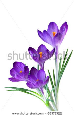 Purple Crocus, Crocus Bulbs, Trees Art, Crocus Flower, Art Prints Wall, Branch Decor, White Stock, Flower Prints Art, Naive Art