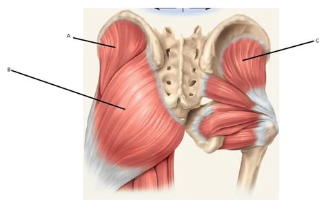 Gluteus Medius ~ It’s Visible! Glute Minimus ~ It’s Not! | Aloha Hands Weblog Genu Valgum, Glute Medius, Piriformis Muscle, Buns Of Steel, Gluteal Muscles, Piriformis Syndrome, Gluteus Medius, Tight Hip Flexors, Muscle Anatomy