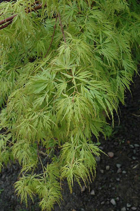 Find Seiryu Japanese Maple (Acer palmatum 'Seiryu') in Boston Hopkinton Chelmsford Massachusetts MA at Weston Nurseries Seiryu Japanese Maple, Acer Garden, Garden List, Dundas Ontario, Pine Garden, Landscape Nursery, Hillside Garden, Gray House, Shade Gardens