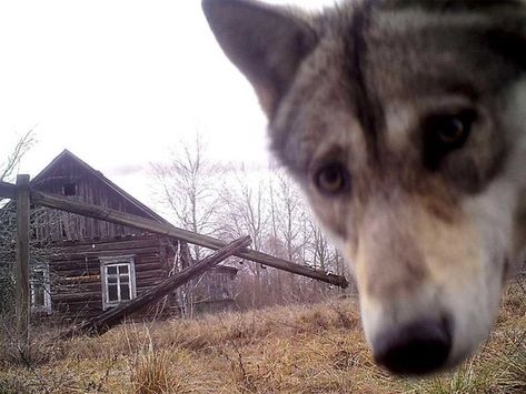 Midwest Emo, Dog Motif, Emo Aesthetic, Big Mood, Remote Camera, Chernobyl, A Wolf, Silly Animals, Zootopia