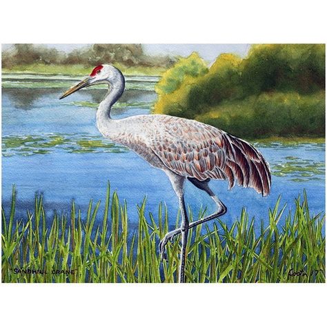 McDougall-Spillar-Bjurstrom on Instagram: “Repost from @johncostinbirdetchings • “Sandhill Crane” watercolor commission.  I really enjoyed painting this one! Follow @artshow_artists…” Virtual Art, 2d Art, Art Show, 3d Art, Wearable Art, Acrylic Painting, Sculpture, Instagram, Art