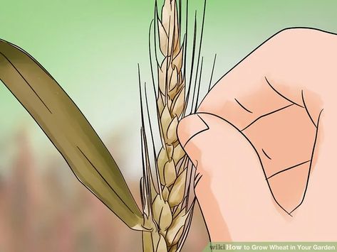 Growing Wheat For Flour, Wheat Garden, How To Grow Wheat, Grow Wheat, Growing Wheat, Agricultural Tools, Western Michigan University, Diy Planter, Waterwise Garden