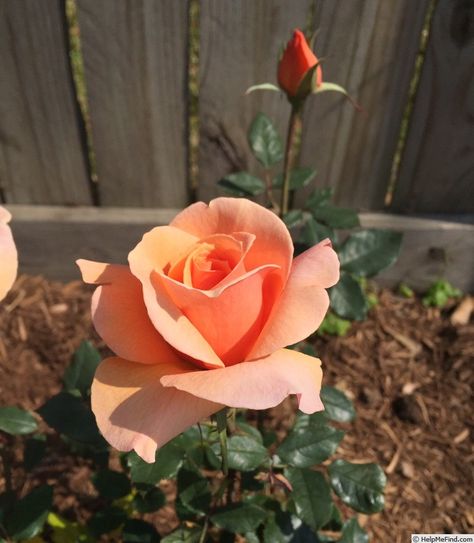 'Brandy ' Rose Photo Brandy Rose, Beautiful Scenes, Rose Photo, Gorgeous Flowers, Planting Roses, Rose Photos, Modern Farmhouse Plans, Makeup Eyeliner, Flower Beauty