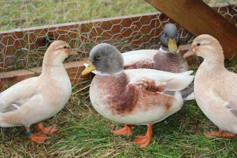 Call Ducks Call Ducks, Kunekune Pigs, Call Duck, Zebu Cattle, Miniature Cattle, Best Pet Birds, Birds Pet, Duck Breeds, Poultry Farming