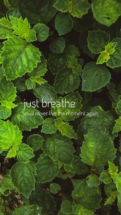 Bio Ideas Quotes, Natural Healing Quotes, Nature Quotes Beautiful, Nature Photography Quotes, Quotes Background, Nature Story, Wallpaper For Desktop, Inspirational Quotes Background, Plants Quotes