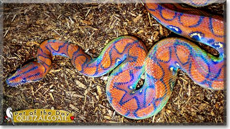 Brazilian Rainbow Boa - Album on Imgur Brazilian Rainbow Boa, Cassandra Calin, Rainbow Snake, Pretty Snakes, Colorful Snakes, Cute Reptiles, Cute Snake, Pet Snake, Reptile Snakes