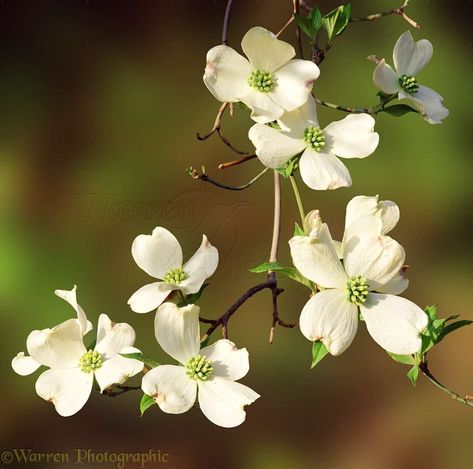 Dogwood Tattoo, Pink Dogwood Tree, Dogwood Flower Tattoos, Composition Inspiration, Flowering Dogwood, Dogwood Blooms, Dogwood Branches, Dogwood Tree, Dogwood Flower