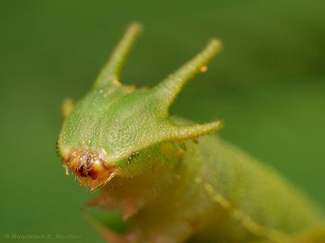 Tailed Emperor caterpillar by Rundstedt B. Rovillos Emperor Caterpillar, Emperor Butterfly, Macro Pictures, Cool Bugs, A Bug's Life, Beautiful Bugs, Creepy Crawlies, Arthropods, All About Animals